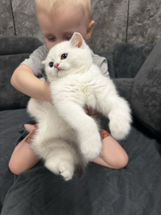 Продам котенка Британец