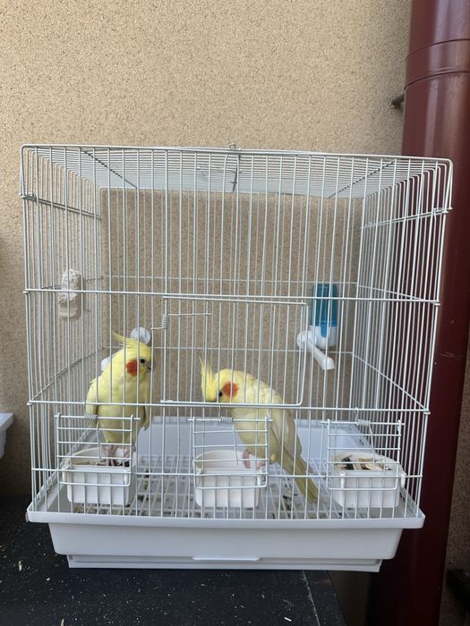 Продаются Кореллы