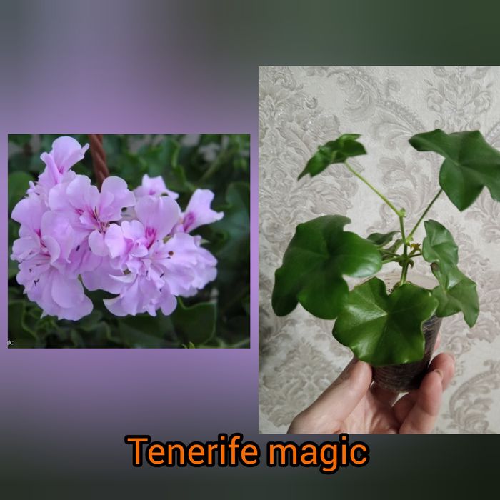 Плющелистная герань