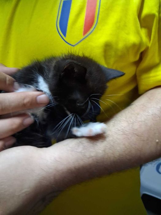 Pui pisica pentru adoptie