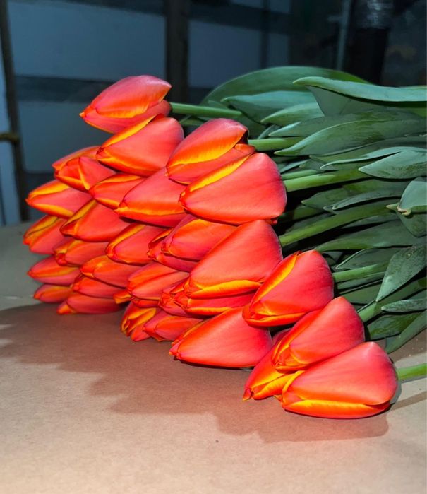 Тюльпаны оптом и в розницу