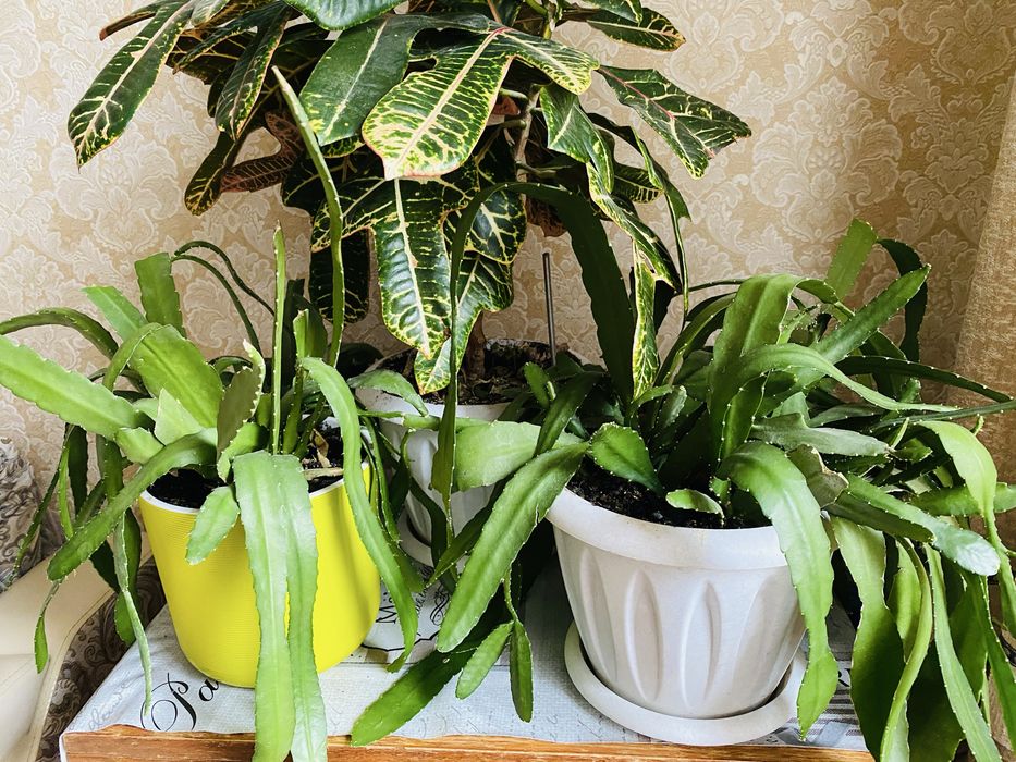 Продам три эпифиллума