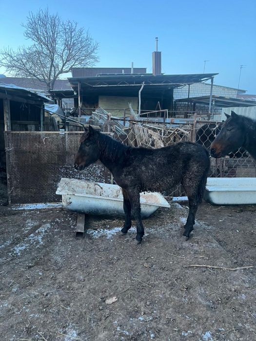 семиз бие мен жабагы сатылады