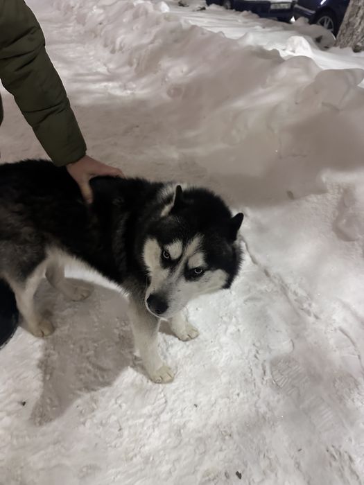 Хаски бесплатно в добрые руки