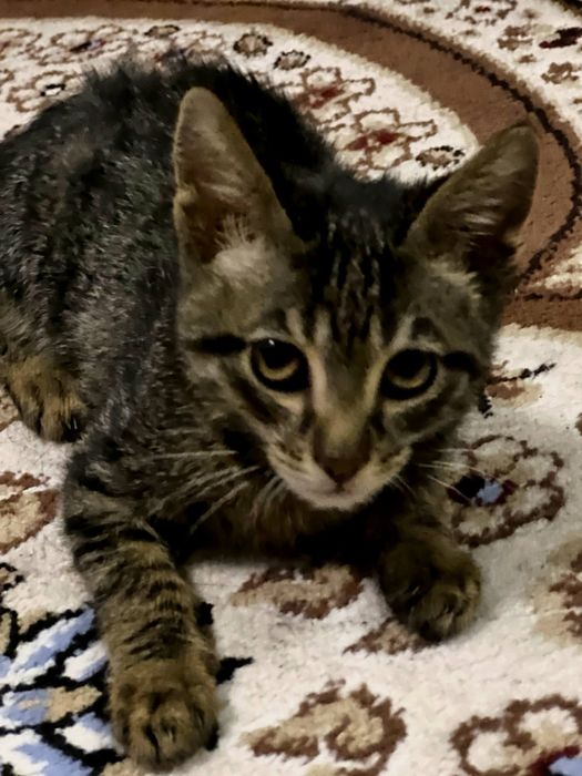 Mushuk bola damashni