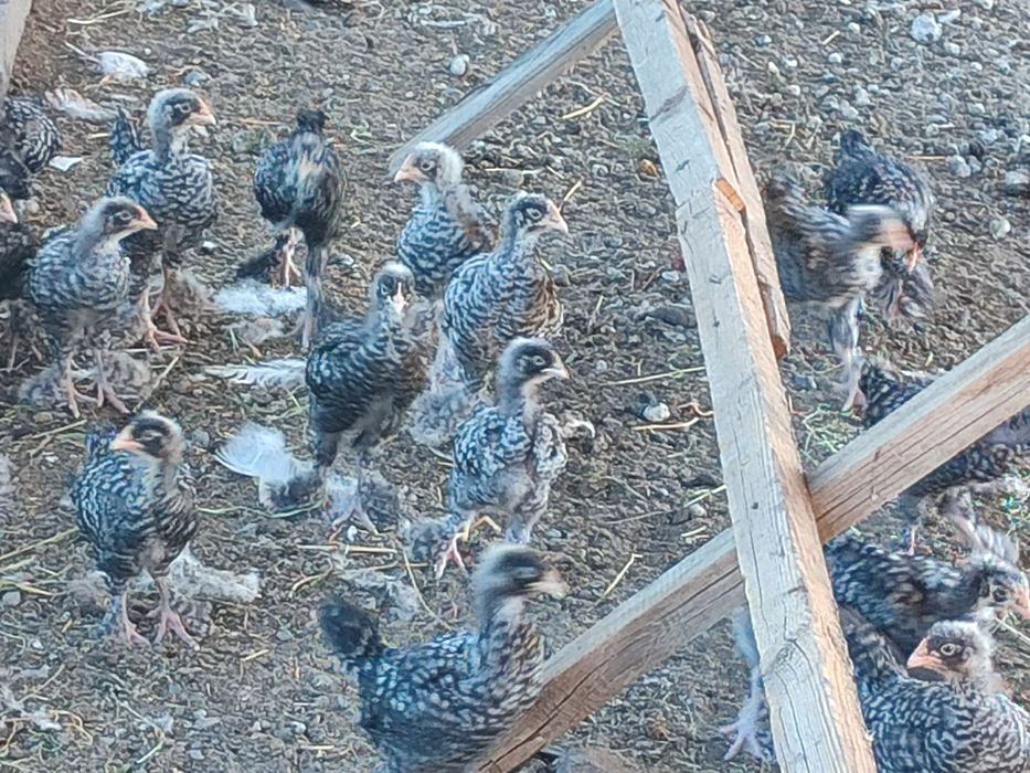 Продам кур мехеленской породы