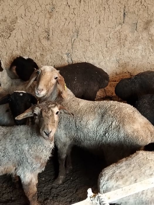 Семиз кошкар койлар