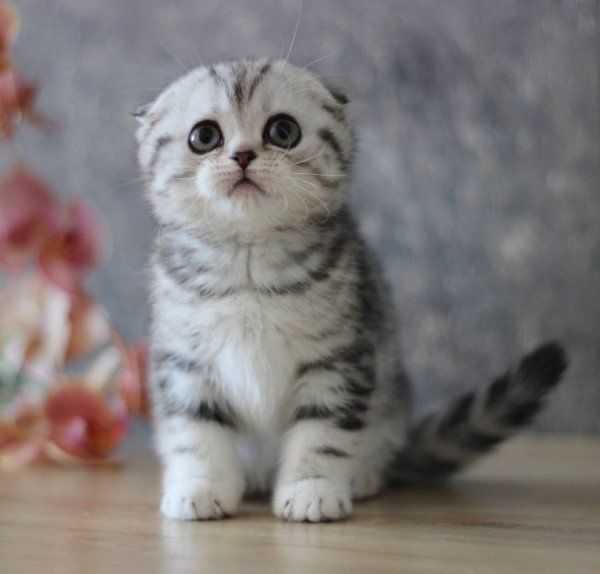 Шотландские котята