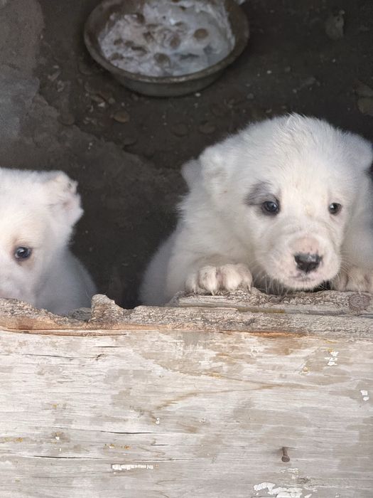 Күшік сатылады алабай