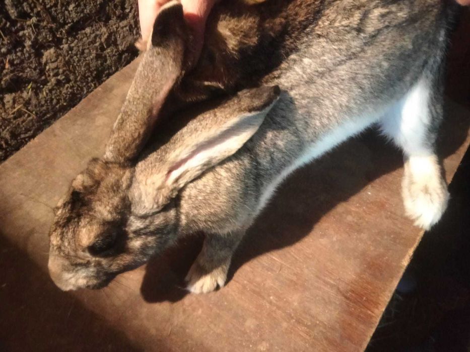 Продам кроликов на разведение