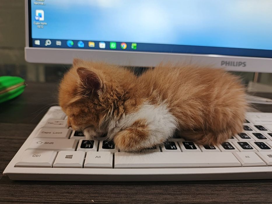 Котенок Рыженкий