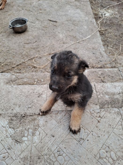 Отдам щенков в добрые руки