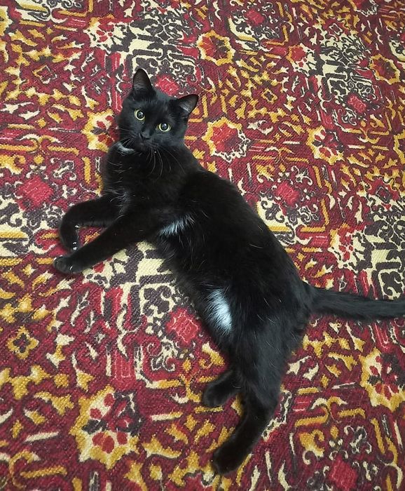 Маленькая пантера в добрые руки