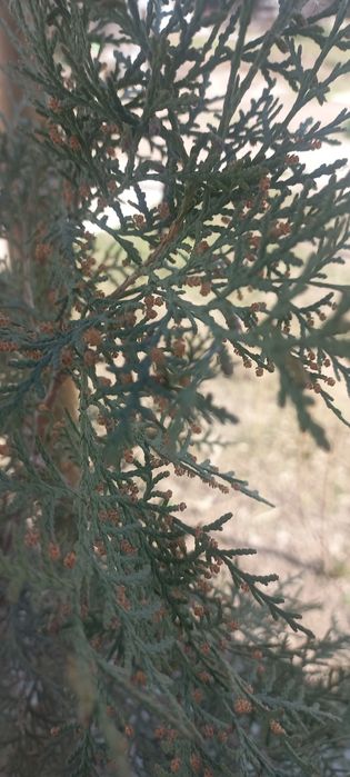 Продам дерево туи