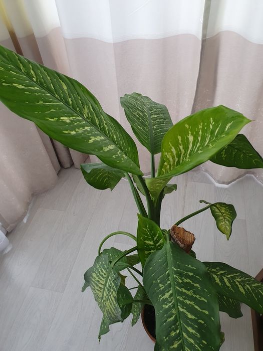 Диффенбахия пятнистая