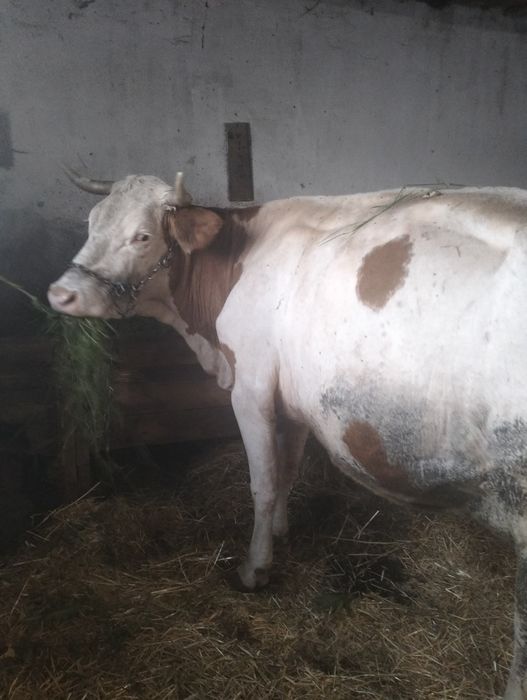 Vând vaca de 6 ani montata de 3 luni jumate sat Gruilung com Lazareni buna de lapte