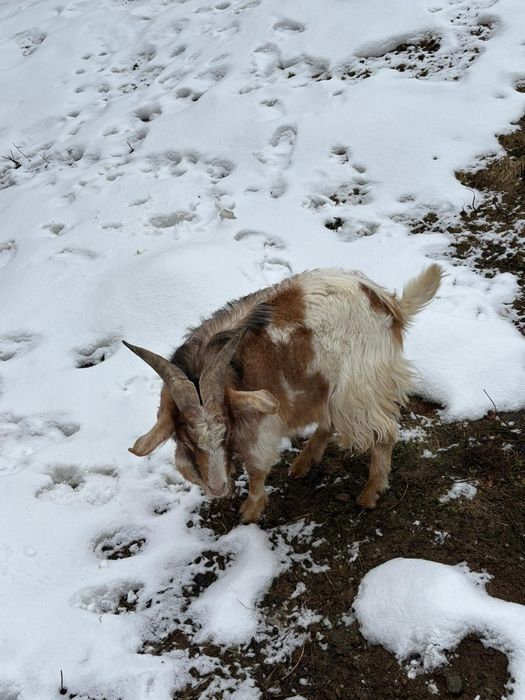 Vând tap  pentru monta