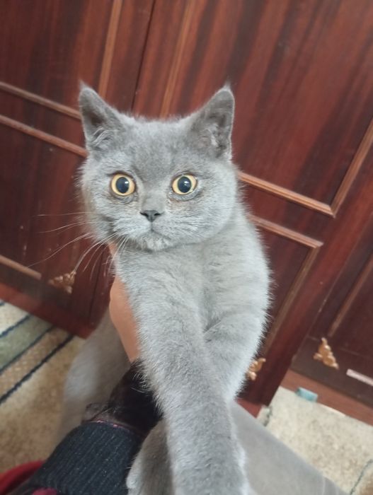 Scottish straight mushuk sotiladi