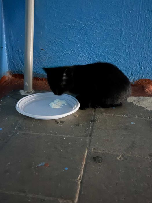 Подкинули котенка. Ищем любящих хозяев!