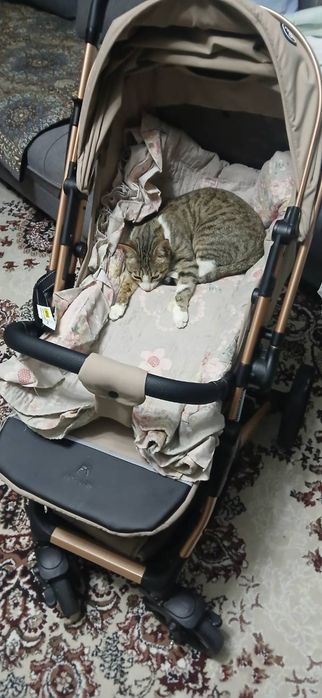 1yoshli Mushuk tekinga beriladi