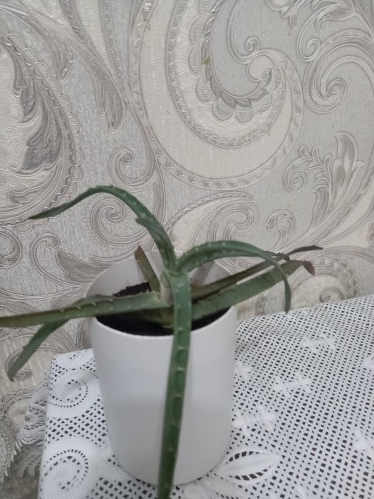 Продам  алоэ   .