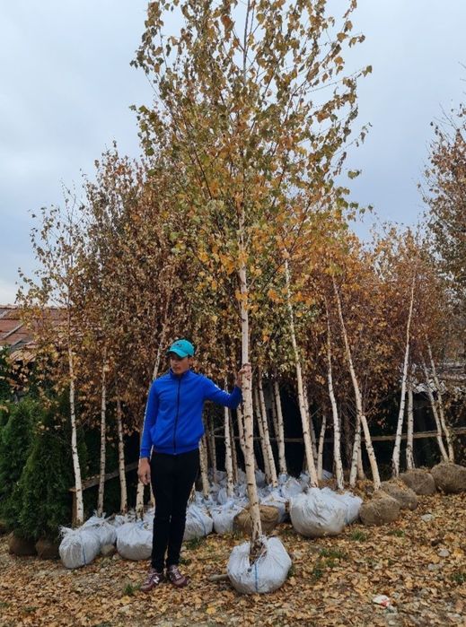 Amenajează-ți grădina cu plante exotice și decorative – Palmieri, Yucc