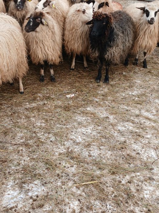 Vand 33 de oi depuse de fatare