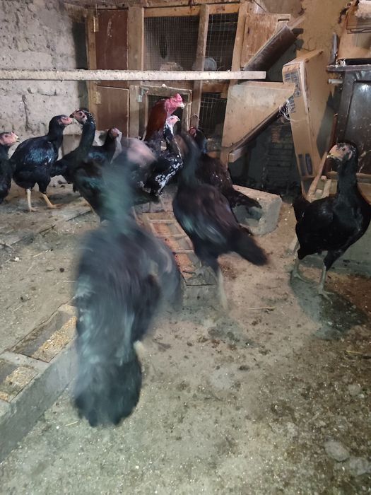 Продам бойцовых кур