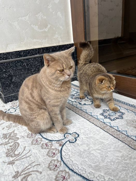 Шу мушугимиз Сотилади