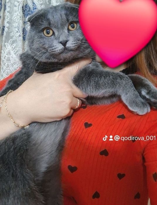 Ismi Oscar, yuvosh, mehribon, uyinqaroq