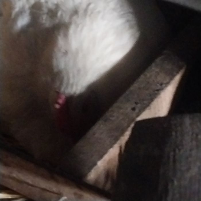 Квочка с цеплятами.