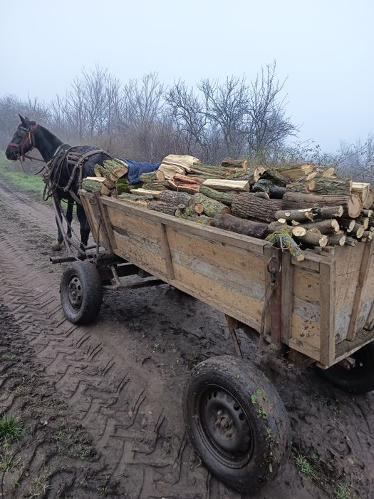 Iapă de vânzare Dolj