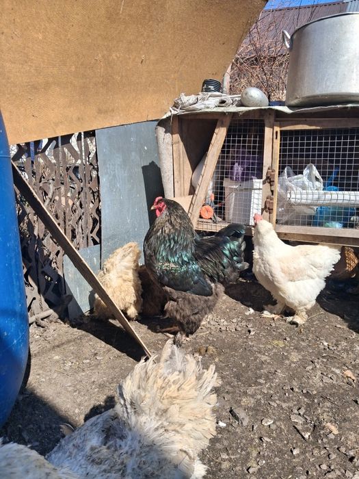 Продам петухов, порода брамма