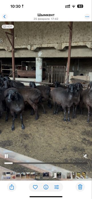 Гиссар койлар  сатылады
