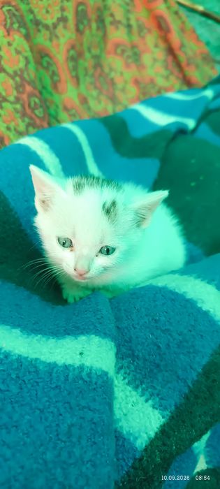 Отдам котенка мальчик