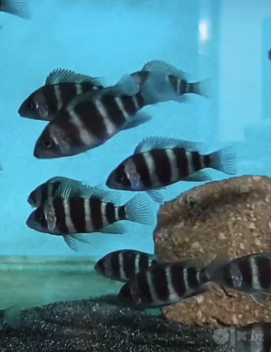 Tanganyika baliqlari sotiladi