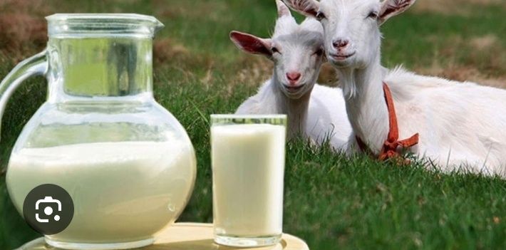 Ешкі сүті сатылады