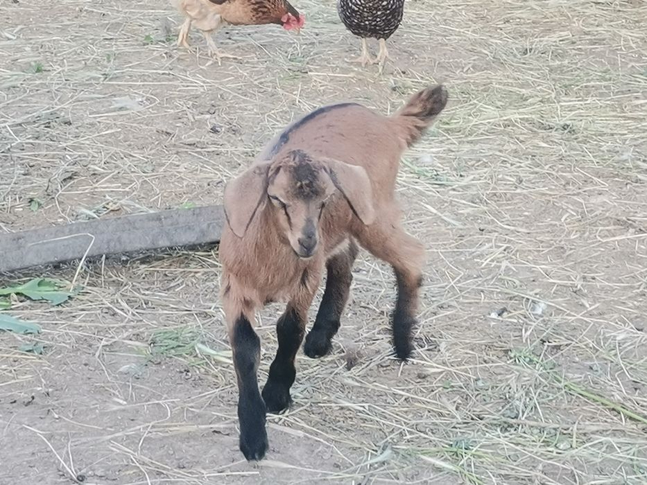 Vând țap, rezultat din tată Anglo‑Nubian și mamă Alpin Francez.