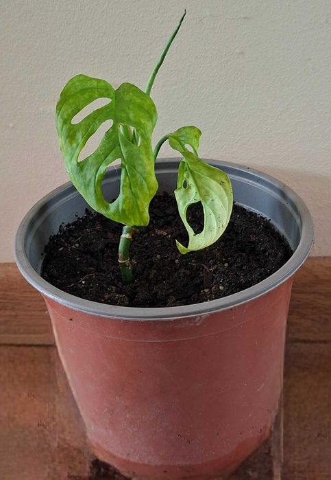 pt cadou palmiera ZZamioculcas,monstera adansonii,planta paianjen,hoya carnosa