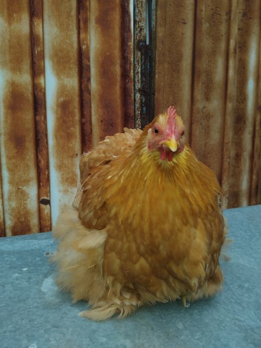 Pereche gaini cochinchina