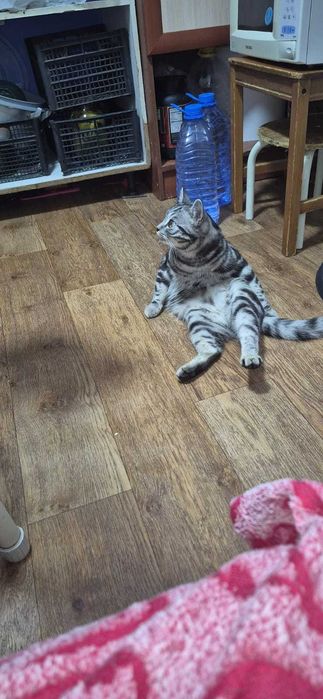 Бесплатно отдам котика