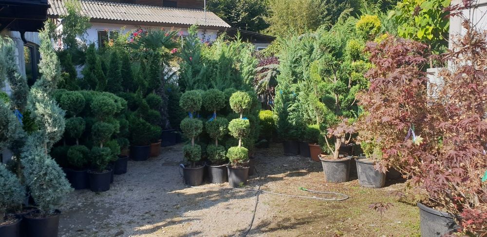 Vindem din pepiniera noastră diferite plante ornamentale