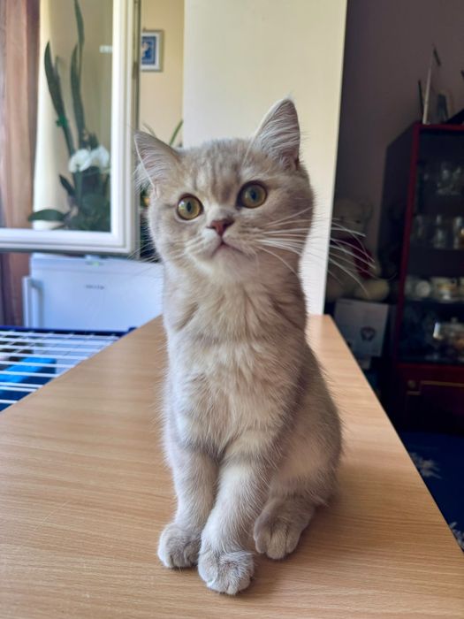 British Shorthair