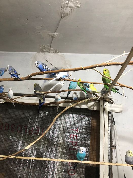 Взрослые рабочие чехи