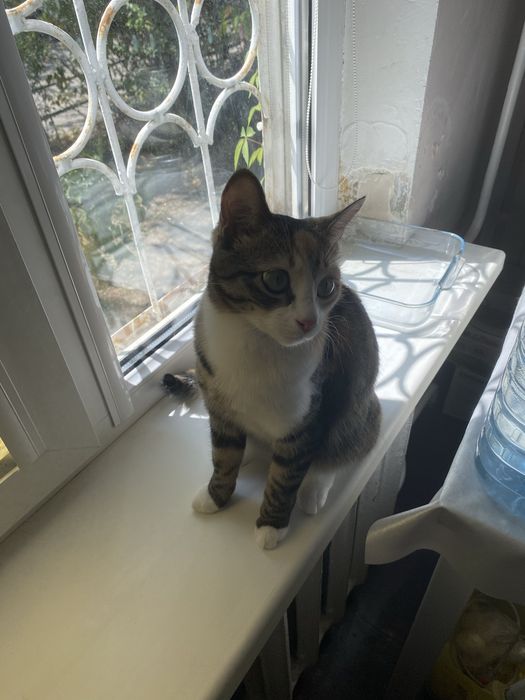 Отдам в хорошие руки кошку