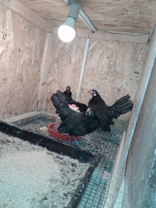 Rosecom bantam negru
