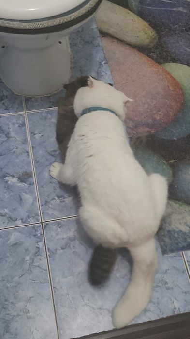 Вязка кот шотландский вислоухий