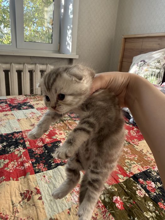 Продам шотландских котят