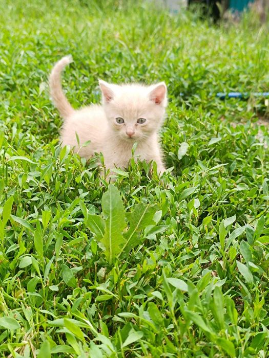 Отдам котят в добрые руки