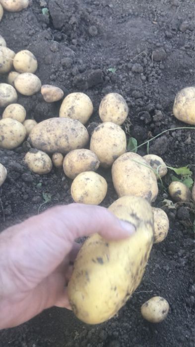 Дача в обществе «Черемушки»